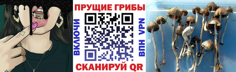 Галлюциногенные грибы мицелий  Ковров 
